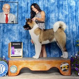 Akita and Portuguese Water Dog Puppies from Cades Akitas