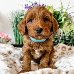 Merle Haggard - Red  male Goldendoodle puppy in Pleasant Grove, Utah from Destination Doodles