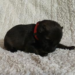 Red Boy - Sable coat - Sable male German Shepherd puppy in Elijay, Georgia from Mission K9