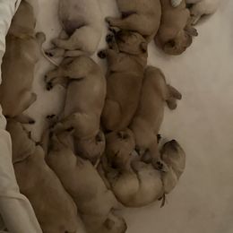 Cavalier King Charles Spaniel and Golden Retriever Puppies from Country Goldens and Mountain Top Cavaliers