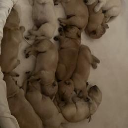 Cavalier King Charles Spaniel and Golden Retriever Puppies from Country Goldens and Mountain Top Cavaliers