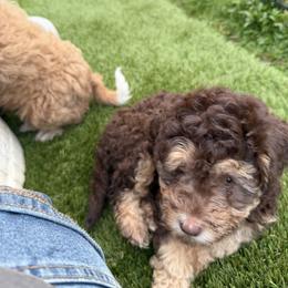 Brown and tan girl - Chocolate female Assorted Doodle Crosses puppy in Bedford, Pennsylvania from Dans Doodlez