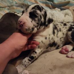 Harlequin Female 2 - Harlequin female Great Dane puppy in Gig Harbor, Washington from Lakaya Danes
