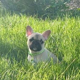 Pepe' - Fawn male French Bulldog puppy in Greeley, Colorado from Mandy Moon French Bulldogs