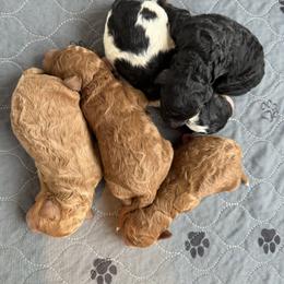 KitKat's Girl - Brown female Poodle puppy in New Britain, Connecticut from Poodles of New England