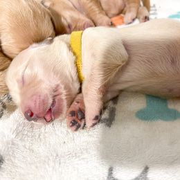 Golden Retriever Puppies from Ruff Life Goldens