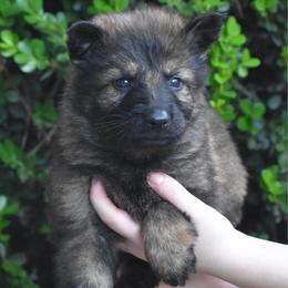 Blue Collar Sable Male - Sable male German Shepherd puppy in Marianna, Florida from Haus M Godwin