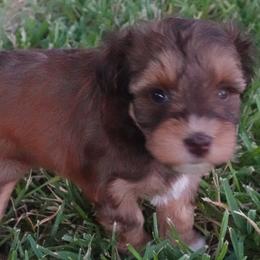 Goldendoodles and Miniature Schnauzers from Marvelous Mannered K9s of Texas