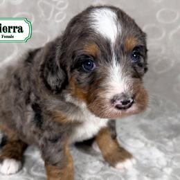 Sierra - Merle female Bernedoodle puppy in Milan, Indiana from Doodles & Spice