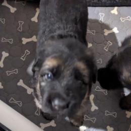 German Shepherd Puppies from McLaughlin German Shepherds