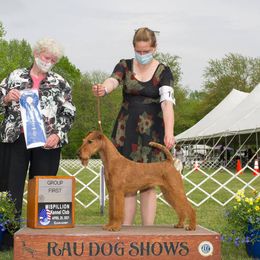 CHERRY - Irish Terrier