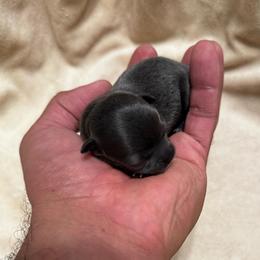 TBD 4 - Blue female Chihuahua puppy in Davenport, Florida from Clan Cordovathone