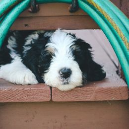 Bernedoodle Puppies from CBKB Bernedoodle’s