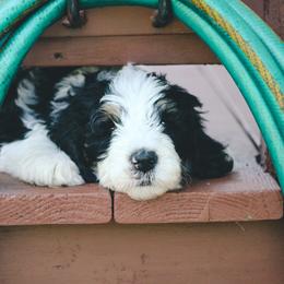 Bernedoodle Puppies from CBKB Bernedoodle’s