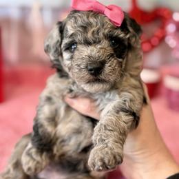 Aussiedoodle and Miniature Schnauzer Puppies from Southern Paws Kennels