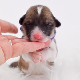 Purple Collar - Red female Pembroke Welsh Corgi puppy in Santaquin, Utah from Blacktail Mountain Corgis
