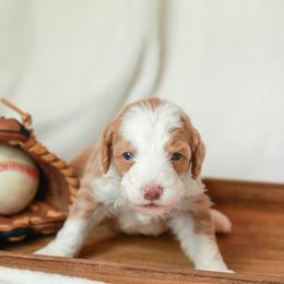 Champ - Red male Bernedoodle puppy in Jackson, Missouri from Pincksten Family Doodles