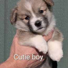 Cutie boy - Sable male Pembroke Welsh Corgi puppy in Clayton, Washington from Smiling J Ranch Corgis