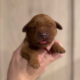 Eleven - Dark golden female Golden Retriever puppy in Henagar, Alabama from Shupe’s Sweet Southern Goldens
