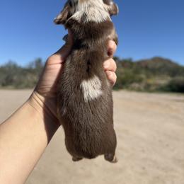 Jerry - Dapple male Dachshund puppy in Gold Canyon, Arizona from Silverking Kennels
