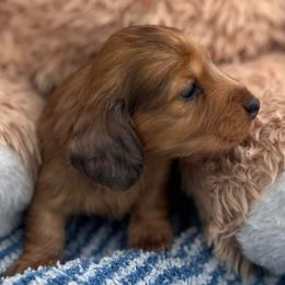Male1 - Dapple male Dachshund puppy in Chino Hills, California from Wooofyland LLC