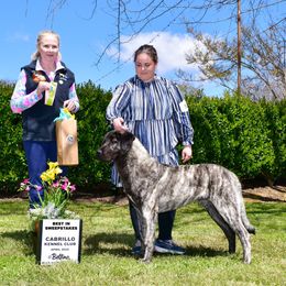Anatolian Shepherd Dog Puppies from Apex Anatolians