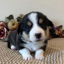 NATHAN - Black and tan male Pembroke Welsh Corgi puppy in Hinton, Oklahoma from Green Cloud Ranch