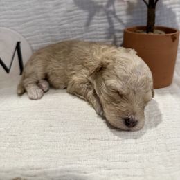 Poodle Puppies from Moore Poodles