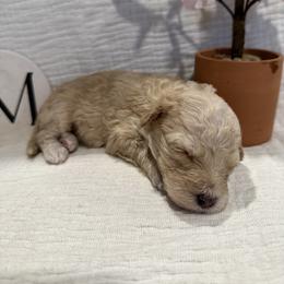 Poodle Puppies from Moore Poodles