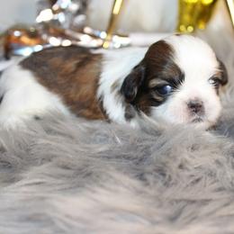 Girl 2 - Red and white female Shih Tzu puppy in Craig, Colorado from Rocky Mountain Shih Tzus and Dry Creek Miniature Dachshunds