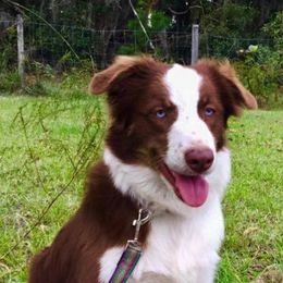 Australian Shepherds from CJ Farm and Kennels