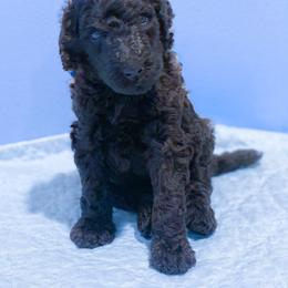 Purple - Black female Poodle puppy in Louisville, Kentucky from Borealis Poodles