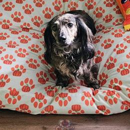 Velvet - Dachshund