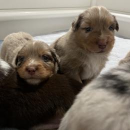 Australian Shepherd Puppies from Dream E River Ranch