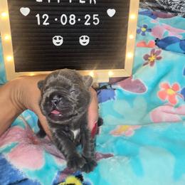 Jade - Blue female French Bulldog puppy in Avondale, Arizona from Montes House of  Frenchies
