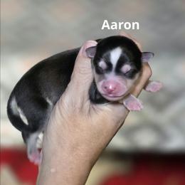 Aaron - Black and white male Pomsky puppy in Fredericksburg, Virginia from Purely Pomskies
