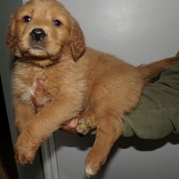Golden Retriever Puppies from Brisas Goldens