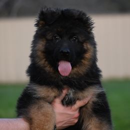 Zippy - Black and red German Shepherd puppy in Azle, Texas from Nuckol's Canines German Shepherds