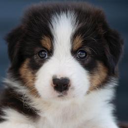 Australian Shepherds from Hilltop Aussies