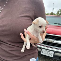 Tiny Polaris - Cream and white female Chihuahua puppy in Alvord, Texas from Gift of Gods Favor