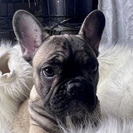 Fiona - Fawn French Bulldog puppy in Obetz, Ohio from Ferdulalux Frenchies
