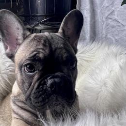 Fiona - Fawn French Bulldog puppy in Obetz, Ohio from Ferdulalux Frenchies