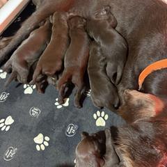 Pudelpointer Puppies from Southern Point Pudelpointers