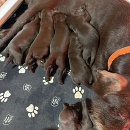 Pudelpointer Puppies from Southern Point Pudelpointers