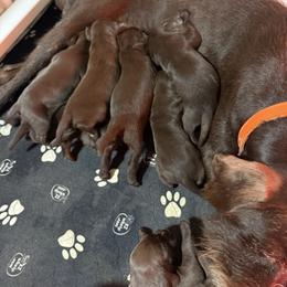 Pudelpointer Puppies from Southern Point Pudelpointers