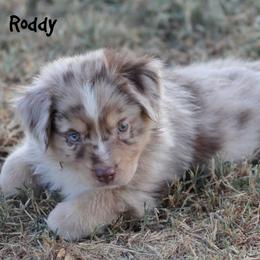 Roddy - Red merle male Miniature Australian Shepherd puppy in Garden Plain, Kansas from Krazy K Aussies