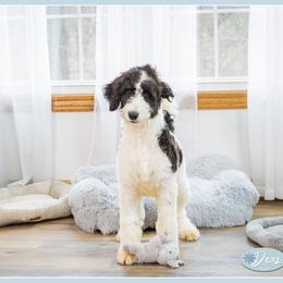 Bobbi - Black female Bernedoodle puppy in Connersville, Indiana from Deaz Doodle Ranch