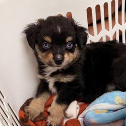 Lucky - Black tri male Miniature Australian Shepherd puppy in Buchanan, Georgia from Stanleyville Farm Mini Aussies