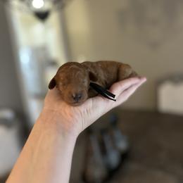 Hope Black Collar - Red  female Goldendoodle puppy in Pine Prairie, Louisiana from Prairie Paws