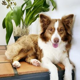 Maya - Australian Shepherd